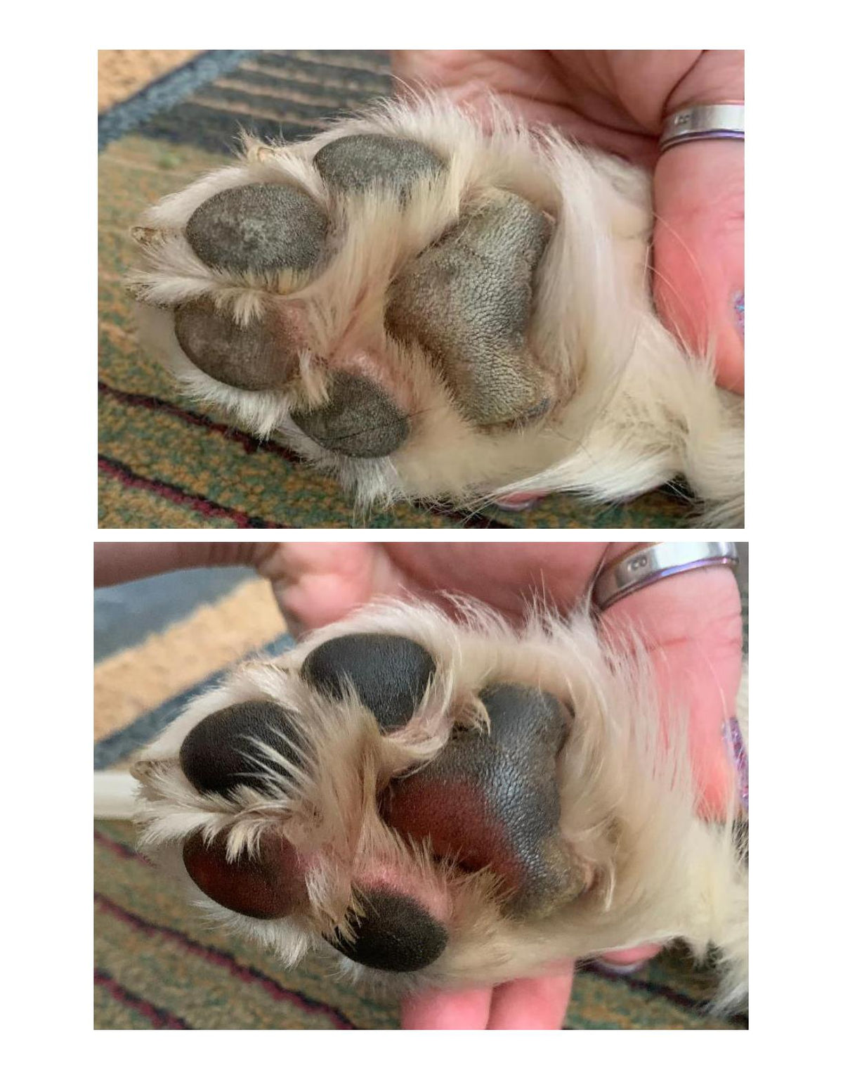Lucky Pup Paw Butter