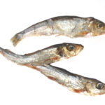 Baltic Sprat Fish Dog Treats 3oz
