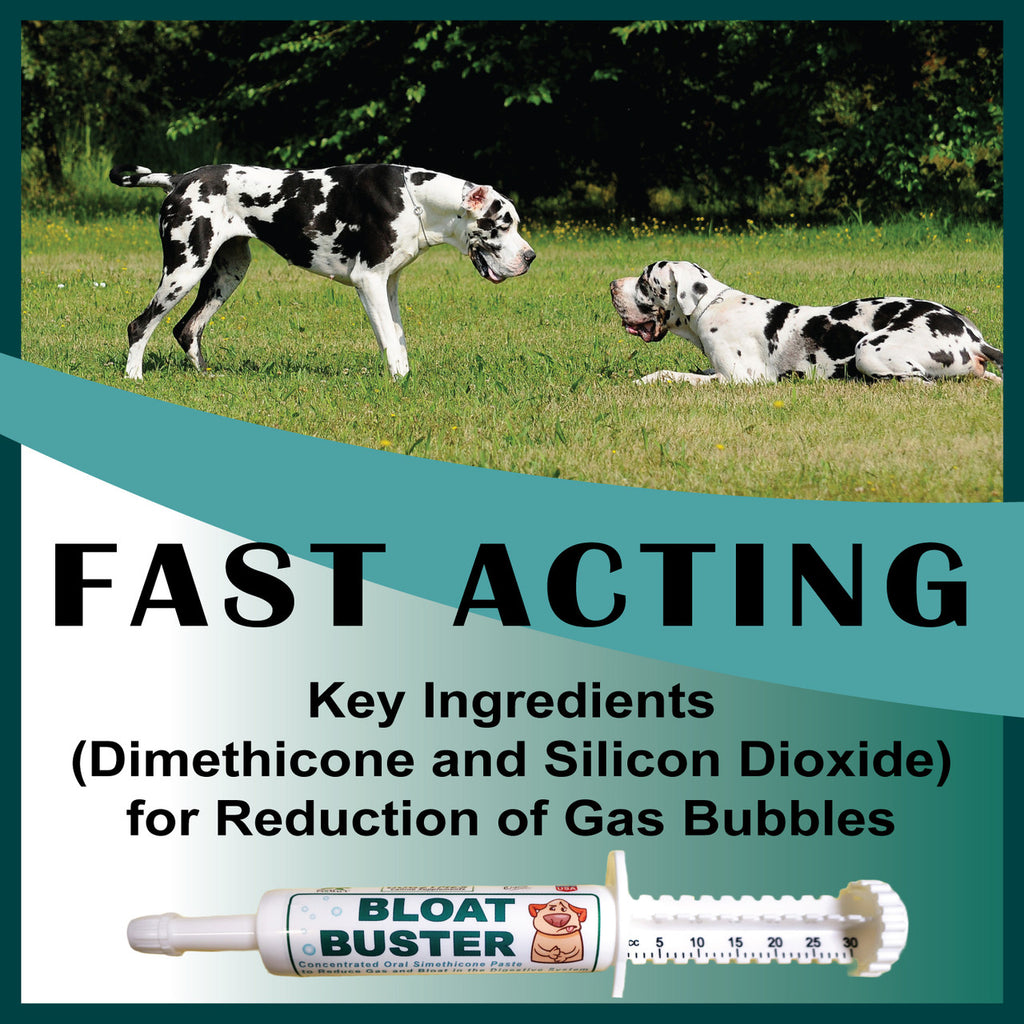 DogZymes Bloat Buster Paste
