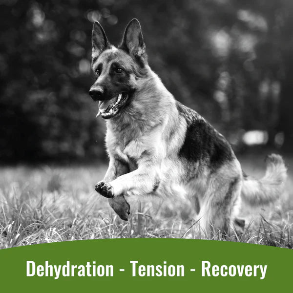DogZymes Electrolyte Paste