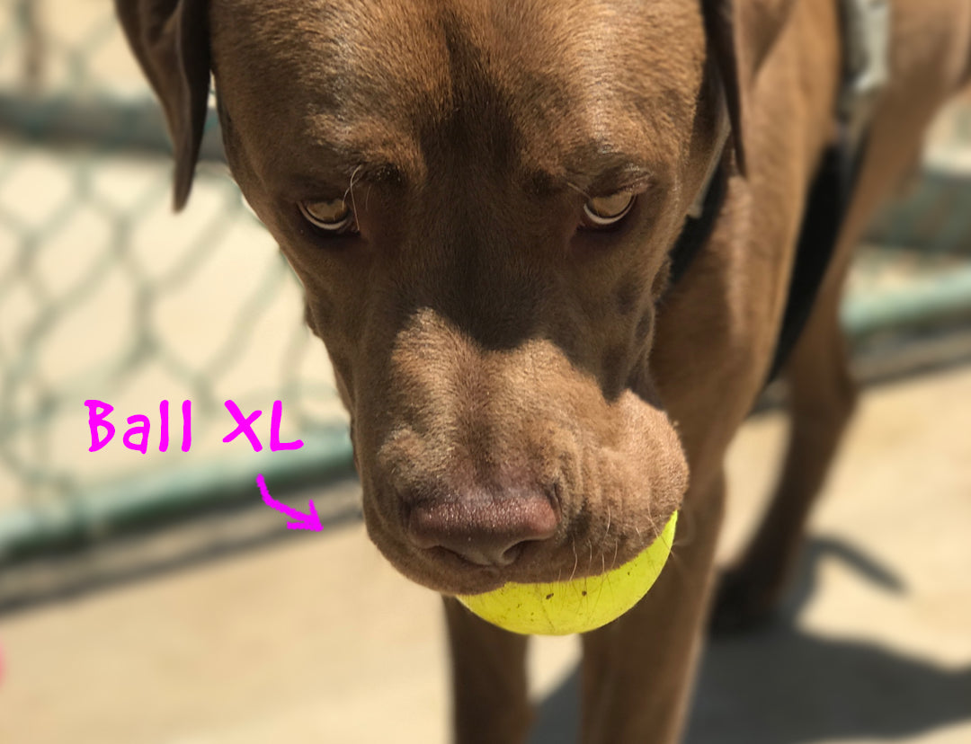 Ruff Dawg Ball