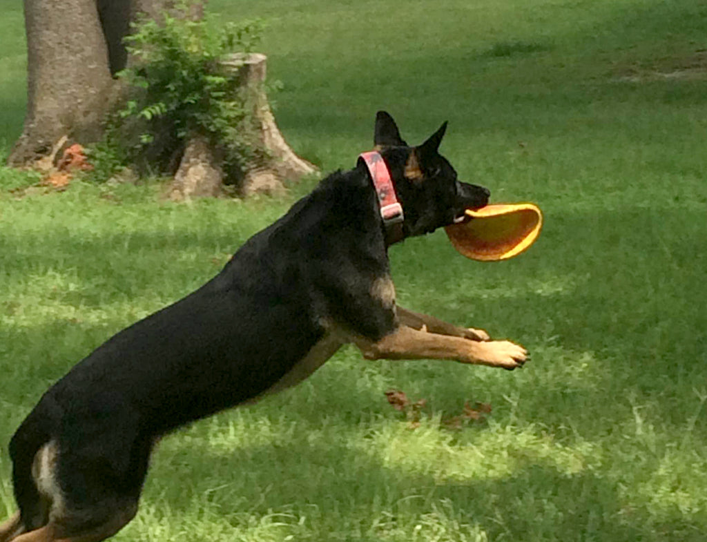 K9 Flyer