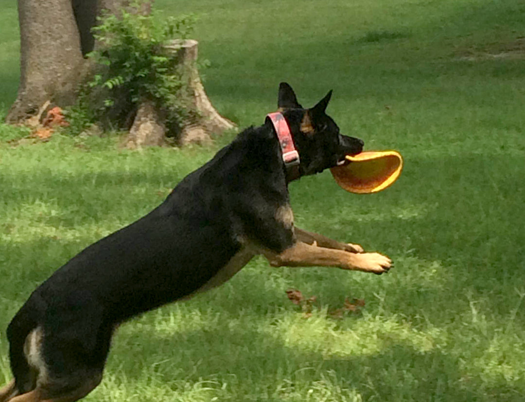 K9 Flyer