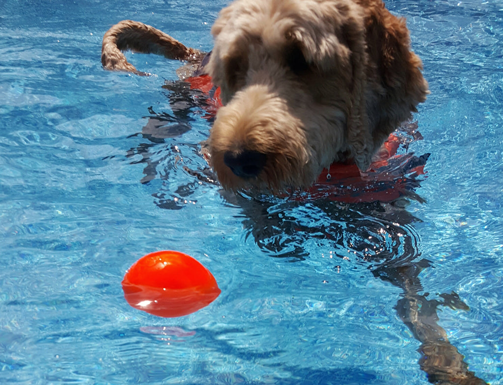 Ruff Dawg Ball