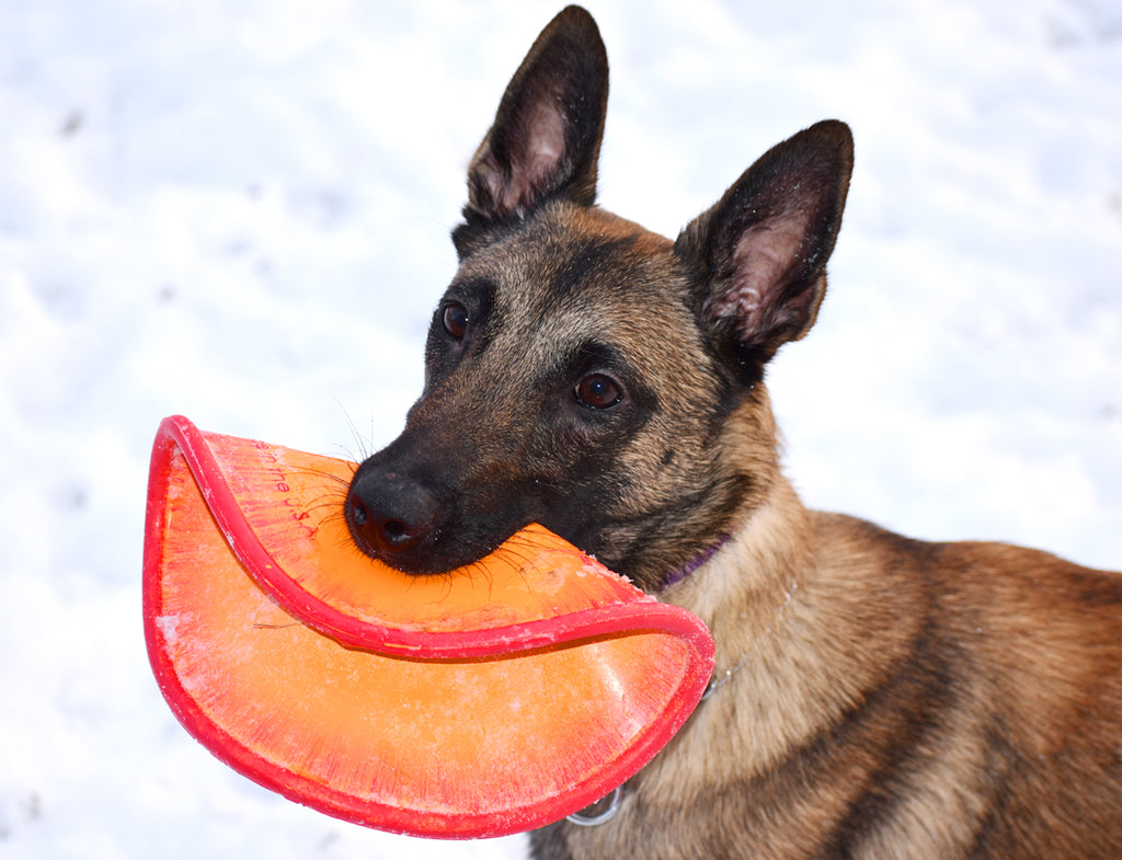 K9 Flyer