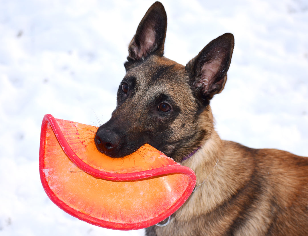 K9 Flyer