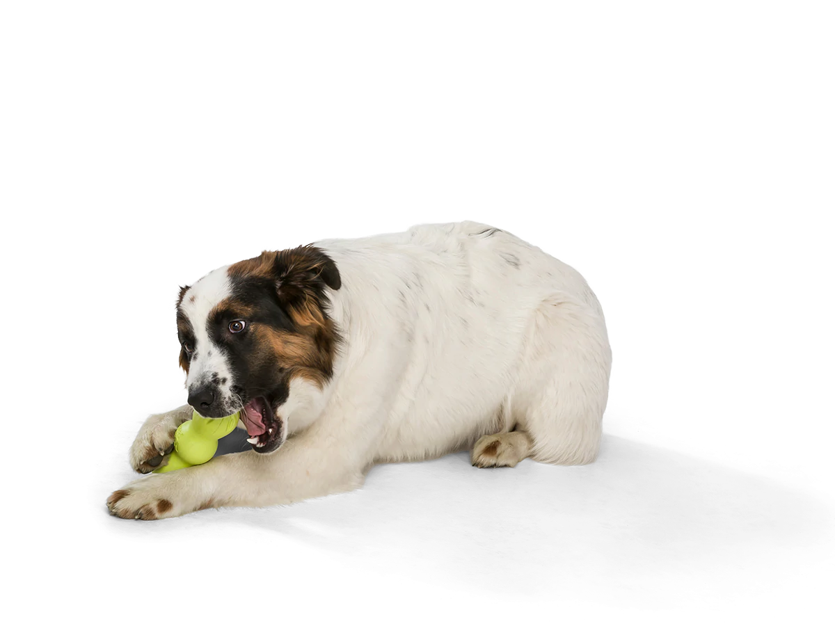 Rumpus Chew Toy