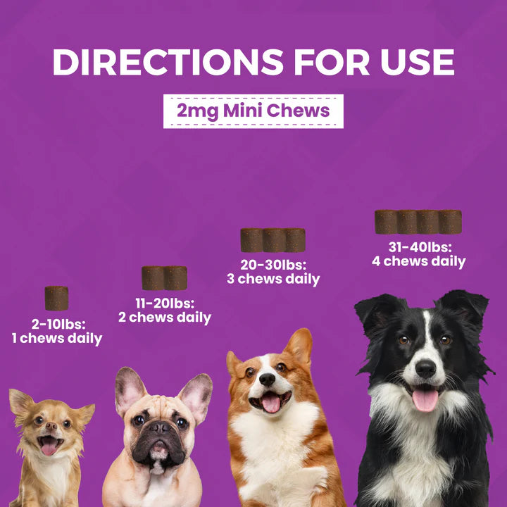 Nootie Progility Calming Aid Mini Soft Chew 60 ct