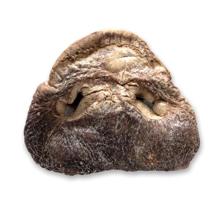 Bones & Co Pig Snout Freeze-Dried Dog Treats