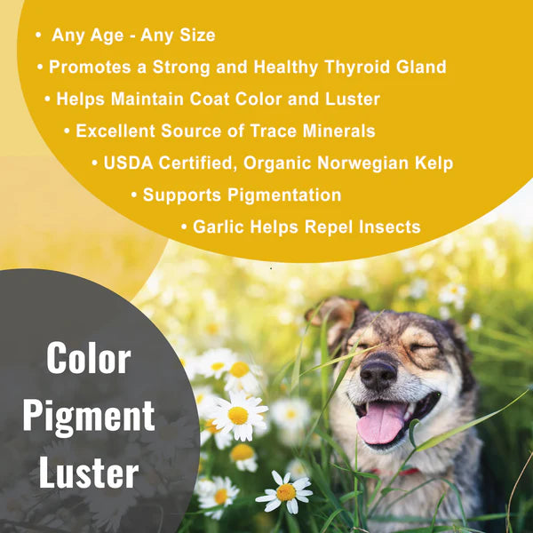 DogZymes Organic Norwegian Kelp with Organic Garlic
