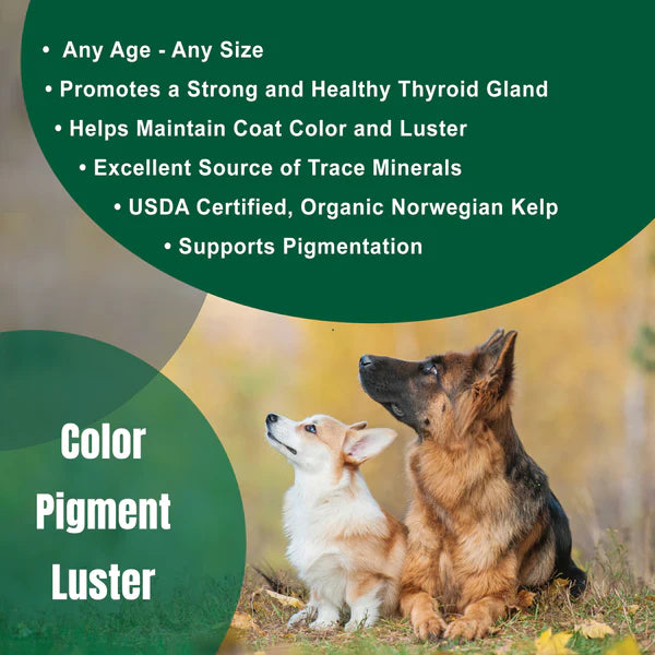 DogZymes Organic Norwegian Kelp