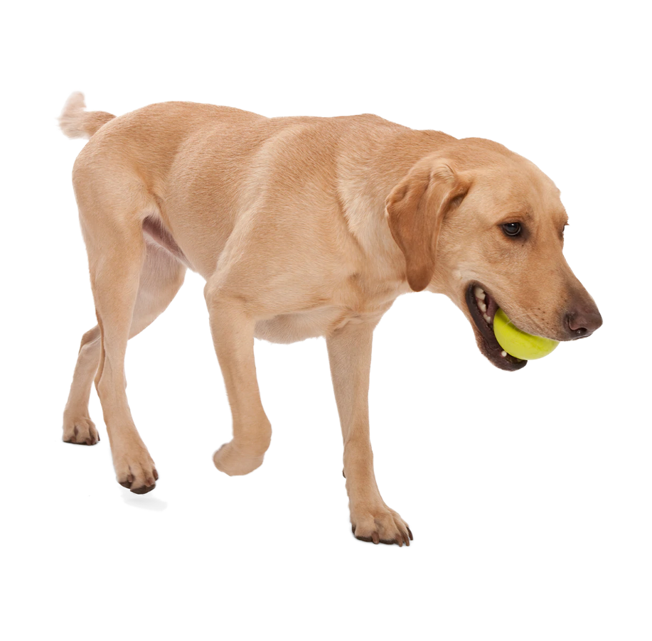 Jive Dog Ball