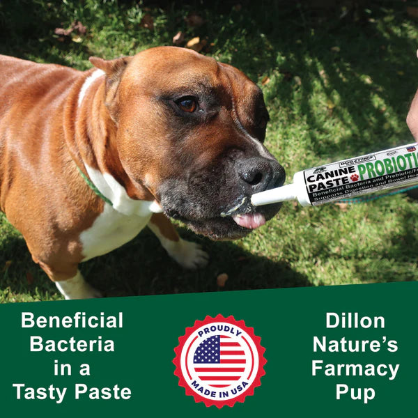 Dogzymes Canine Probiotic Paste