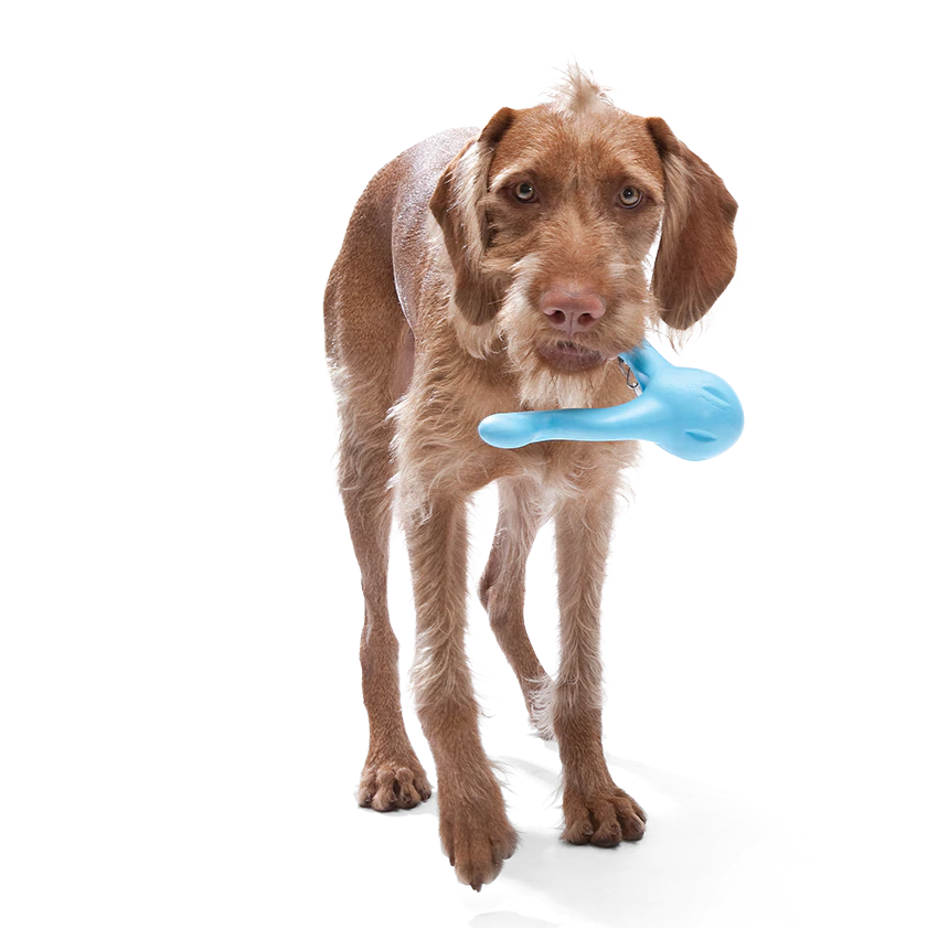 Tizzi Dog Toy