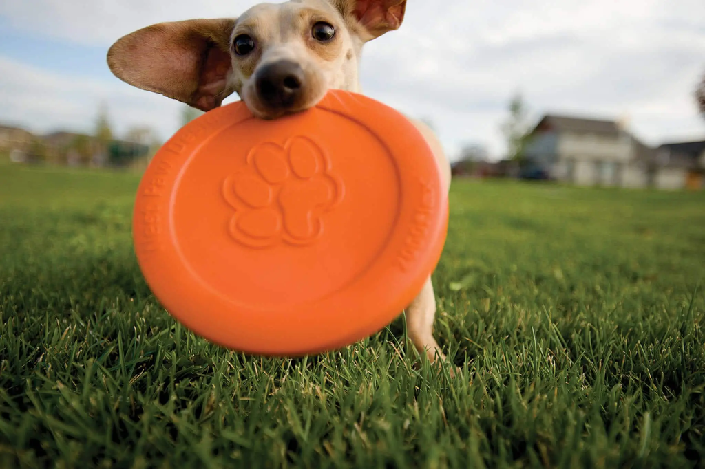 Zisc Frisbee Disc