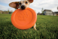 Zisc Frisbee Disc