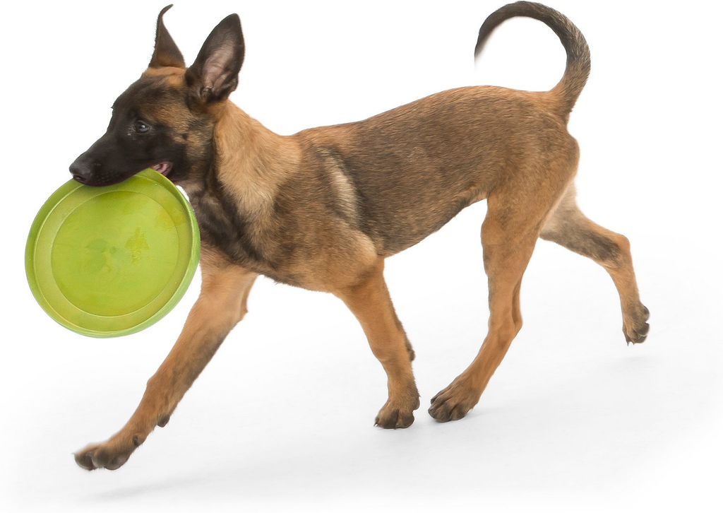 Zisc Frisbee Disc